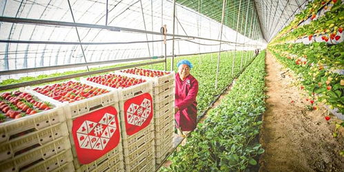 拼多多投資農業本質是在投資黏性 農產品零售